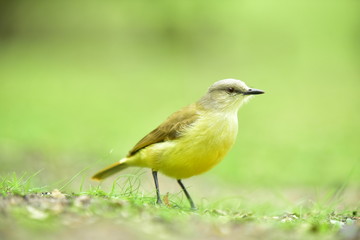aves