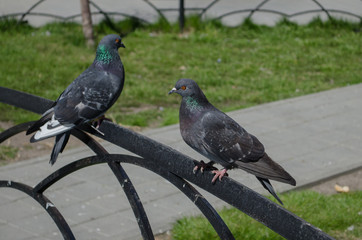 pigeons