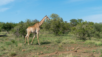 Giraffe im Busch in Afrika