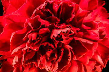 Red carnation on top is macro