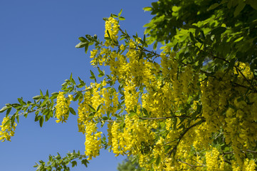 Laburnum anagyroides ornamental yellow shrub branches in bloom against blue sky