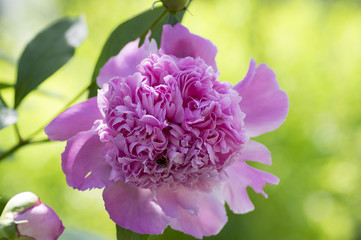 Paeonia suffruticosa in bloom with double flowers, green shrub with pink purple flower petals