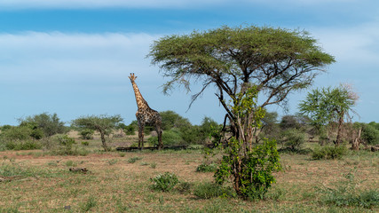 Giraffe im Busch in Afrika © Michael