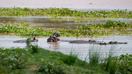 Hippos in einem Fluss in Afrika