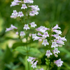Pestemon digitalis flower close up