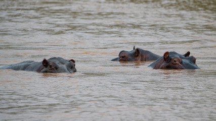 Fototapeta premium Flusspferde in einem Fluss in Afrika