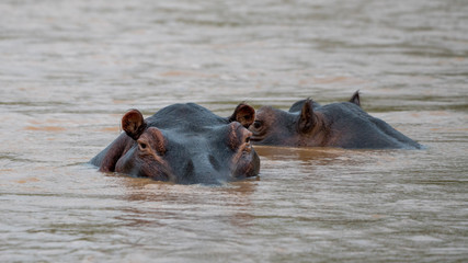 Fototapeta premium Flusspferd in einem Fluss in Afrika