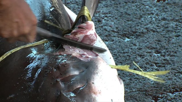 man cut off the shark fins - shark finning in Indonesia.