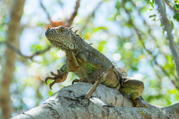 iguana