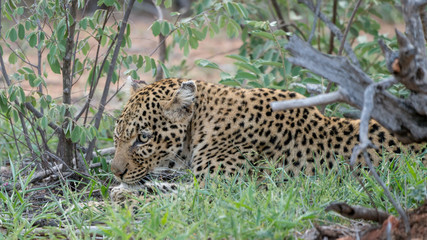 Leopard im südafrikanischen Busch