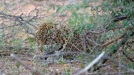 Leopard im südafrikanischen Busch