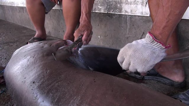 man cut off the shark fins - shark finning in Indonesia.