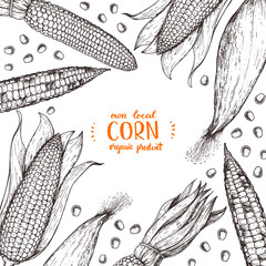 Corn on the cob hand drawn vector illustration. Corn sketch illustration. Engraving style, vintage design.