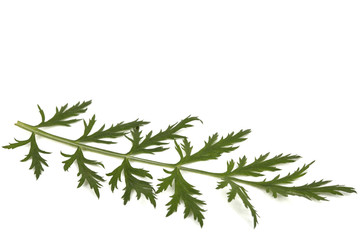 Leaf and stem of the pyrethrum flower, isolated on white background