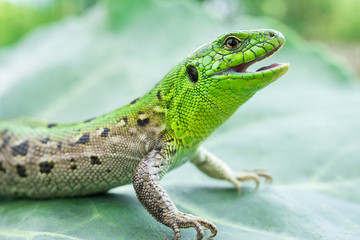 Naklejka premium Green lizard in the grass
