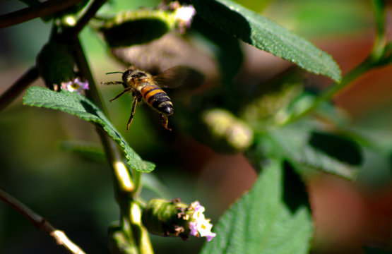 flowers and bees