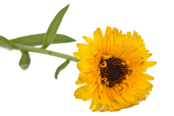 Flower of calendula, isolated on white background
