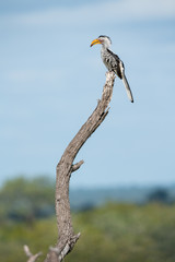  Südlicher Gelbschnabeltoko (Tockus leucomelas), Südafrika, Afrika