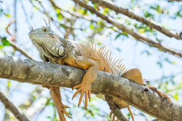 iguana
