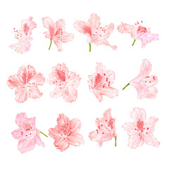 Pink light flowers rhododendrons mountain shrub on a white background vintage vector illustration editable hand draw
