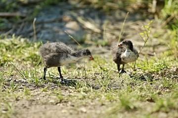 Two young cute tousled coots, Fulica atra, with red and yellow beaks standing on green grass ground, looking for food, on a sunny summer day