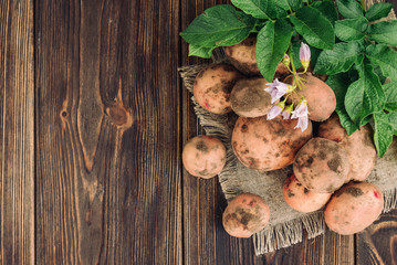 Young potatoes on dark wooden background.