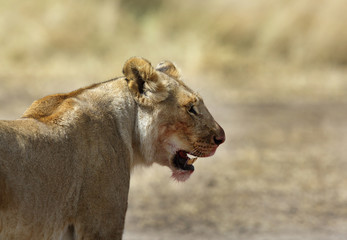 Fototapeta premium Closeup of a lioness, Masai Mara