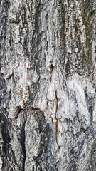 Textured tree bark closeup