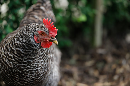 Plymouth Rock Chicken (Barred Rock hen)