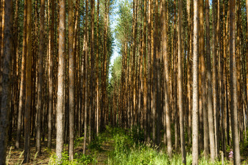 pine forest, trees