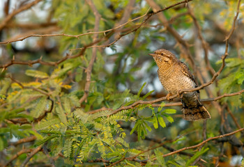 The Eurasian wryneck, Bahrain 