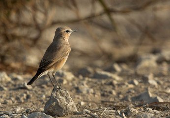 Isabelline Wheatear perched on the ground