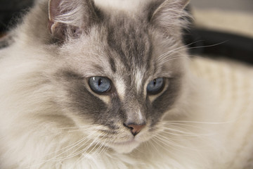 Ragdoll cat with blue eye closeup