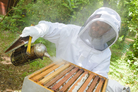 Beekeeper smoking hive