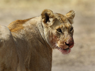 Closeup of lioness with blood stain on mouth