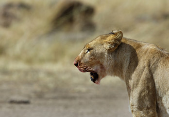 Closeup of lioness, Masai Mara, Kenya
