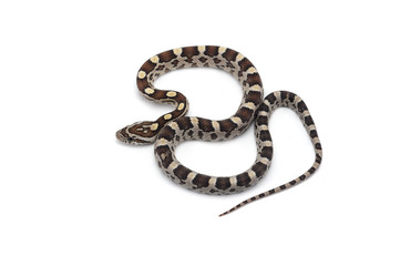 Corn snake isolated on white background