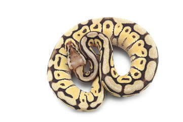 ball python isolated on white background