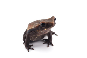 giant frog isolated on white background