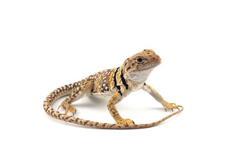 Fototapeta premium The common collared lizard isolated on white background