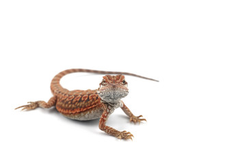 red Bearded Dragon isolated on white background