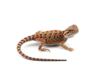 red Bearded Dragon isolated on white background