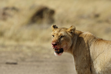 Closeup of lioness with blood stain on mouth