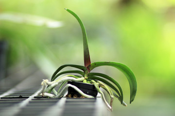 orchid seedling in small pod at nursery. orchid care concept
