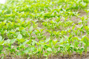 green pepper seedlings in the greenhouse, ready for transplant in the field, farming, agriculture, vegetables, eco-friendly agricultural products, agroindustry, closeup