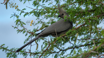 Grauer Lärmvogel (Corythaixoides concolor), Südafrika, Afrika