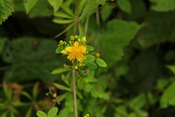 Hypericum perforatum