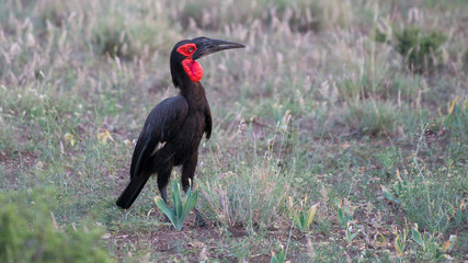 Südliche Hornrabe (Bucorvus leadbeateri), Südafrika, Afrika
