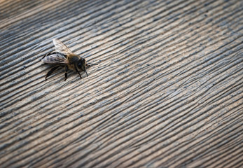 relaxing bee on stone