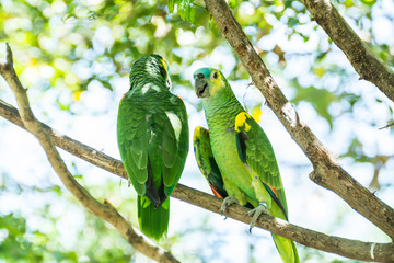 parrots